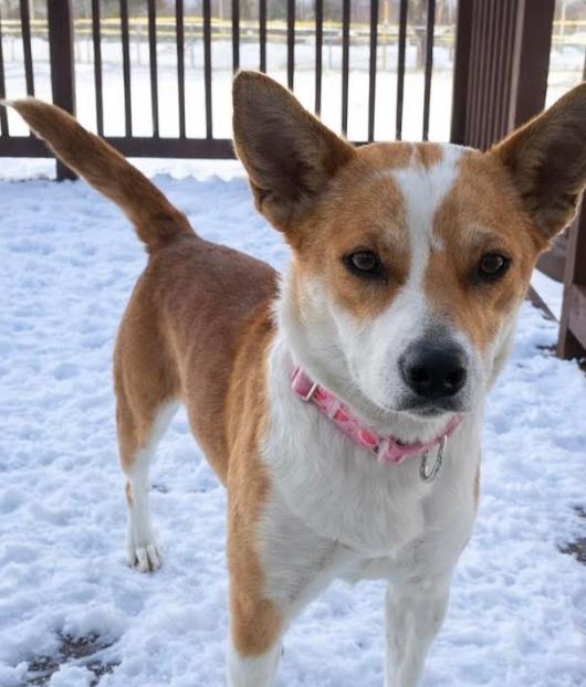 Enlarge Pearl, a Adopted Corgi in Brooklyn Center, MN image 3/3