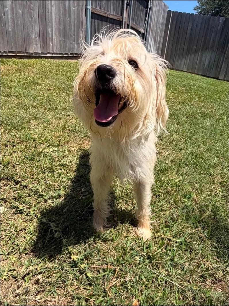 Enlarge Bailey, an adopted mixed breed in Toledo, OH image 5/6