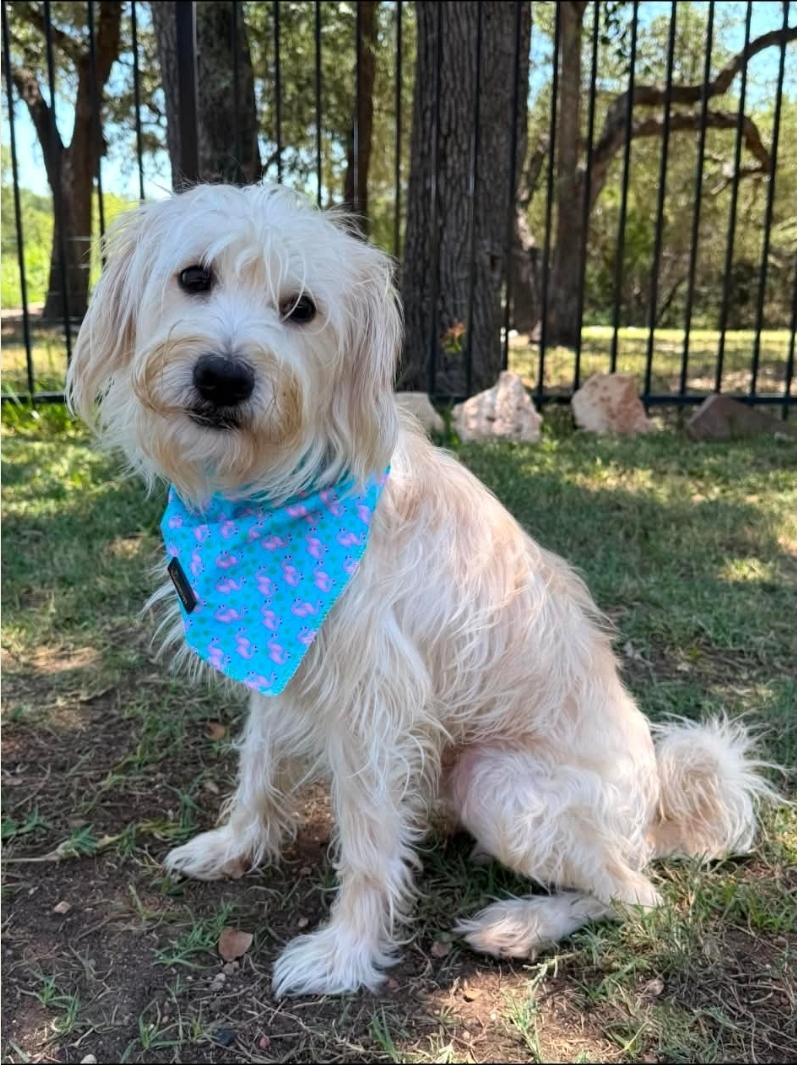 Bailey, adopted, Adult Male Schnauzer.