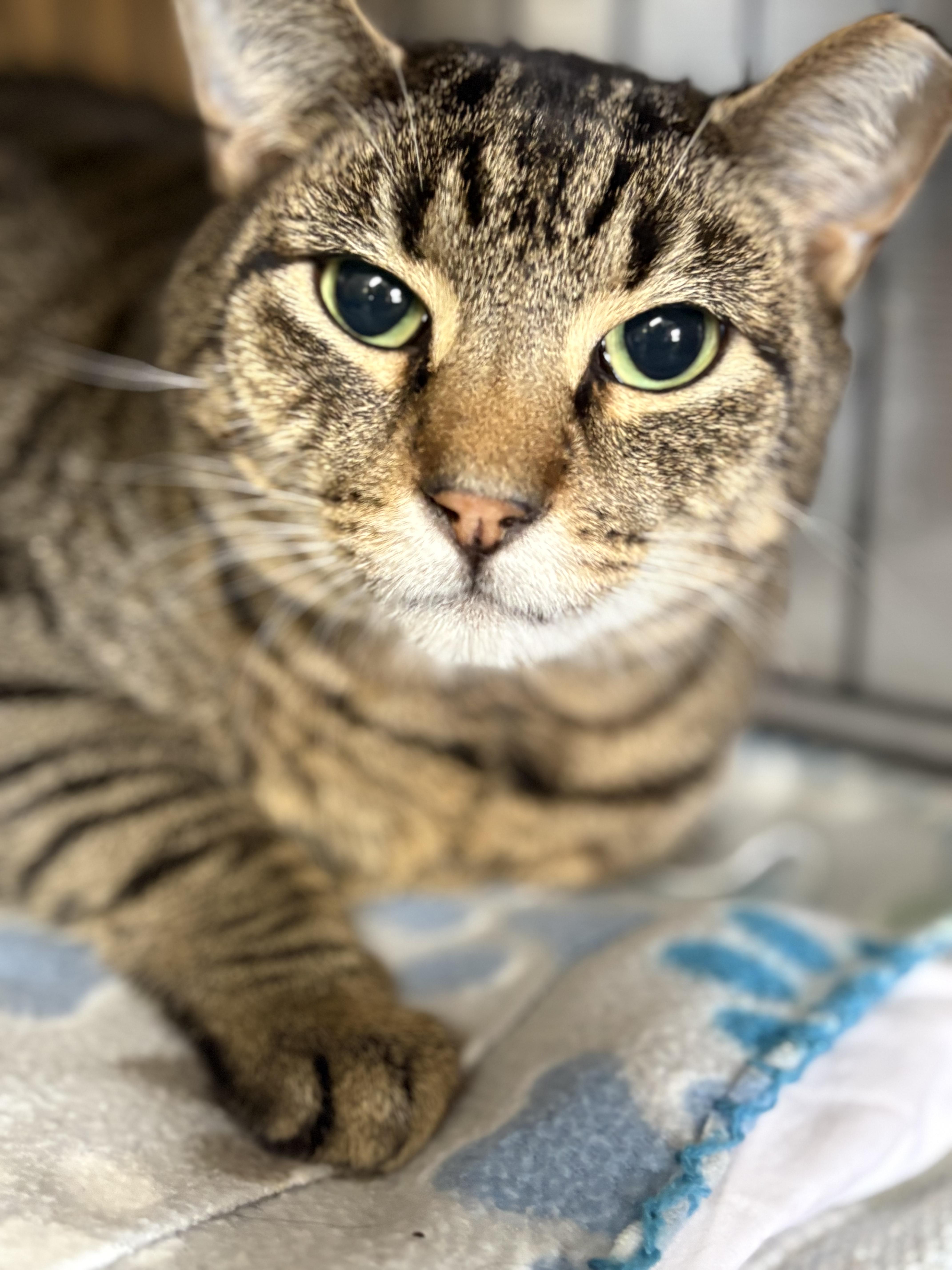 Enlarge Spike, a Adoptable Tabby in Linden, NJ image 4/6