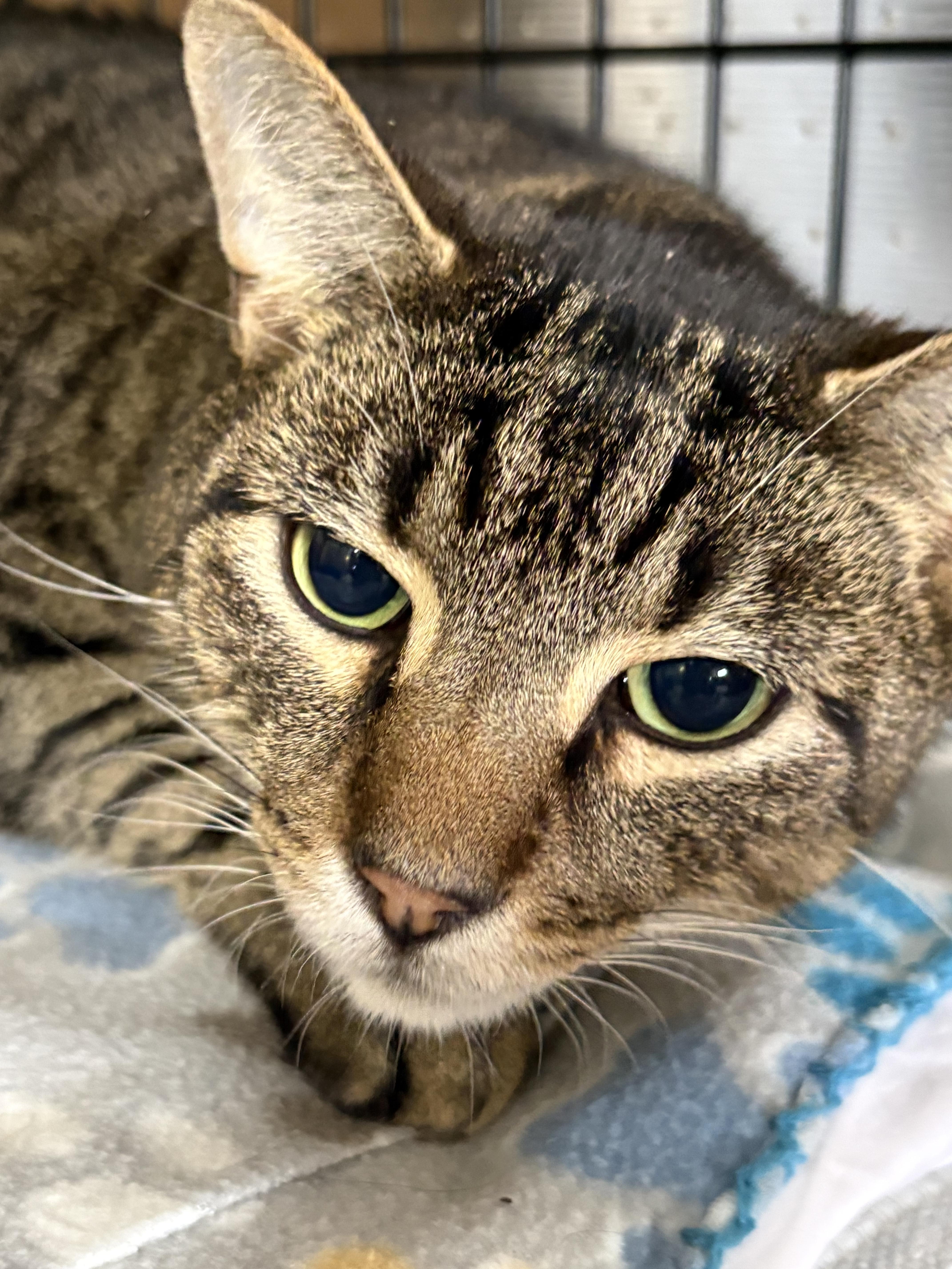 Enlarge Spike, a Adoptable Tabby in Linden, NJ image 3/6