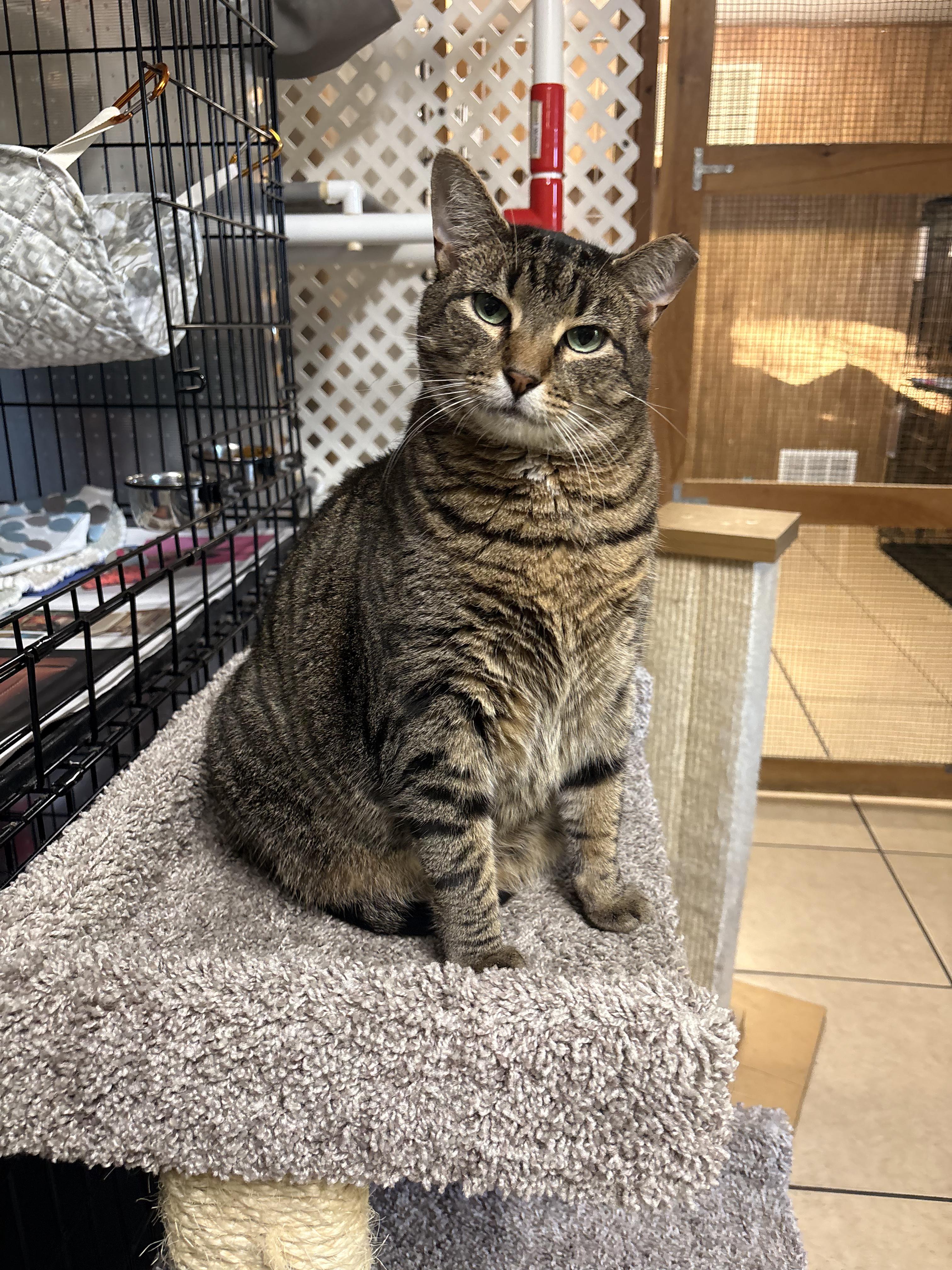 Enlarge Spike, a Adoptable Tabby in Linden, NJ image 6/6