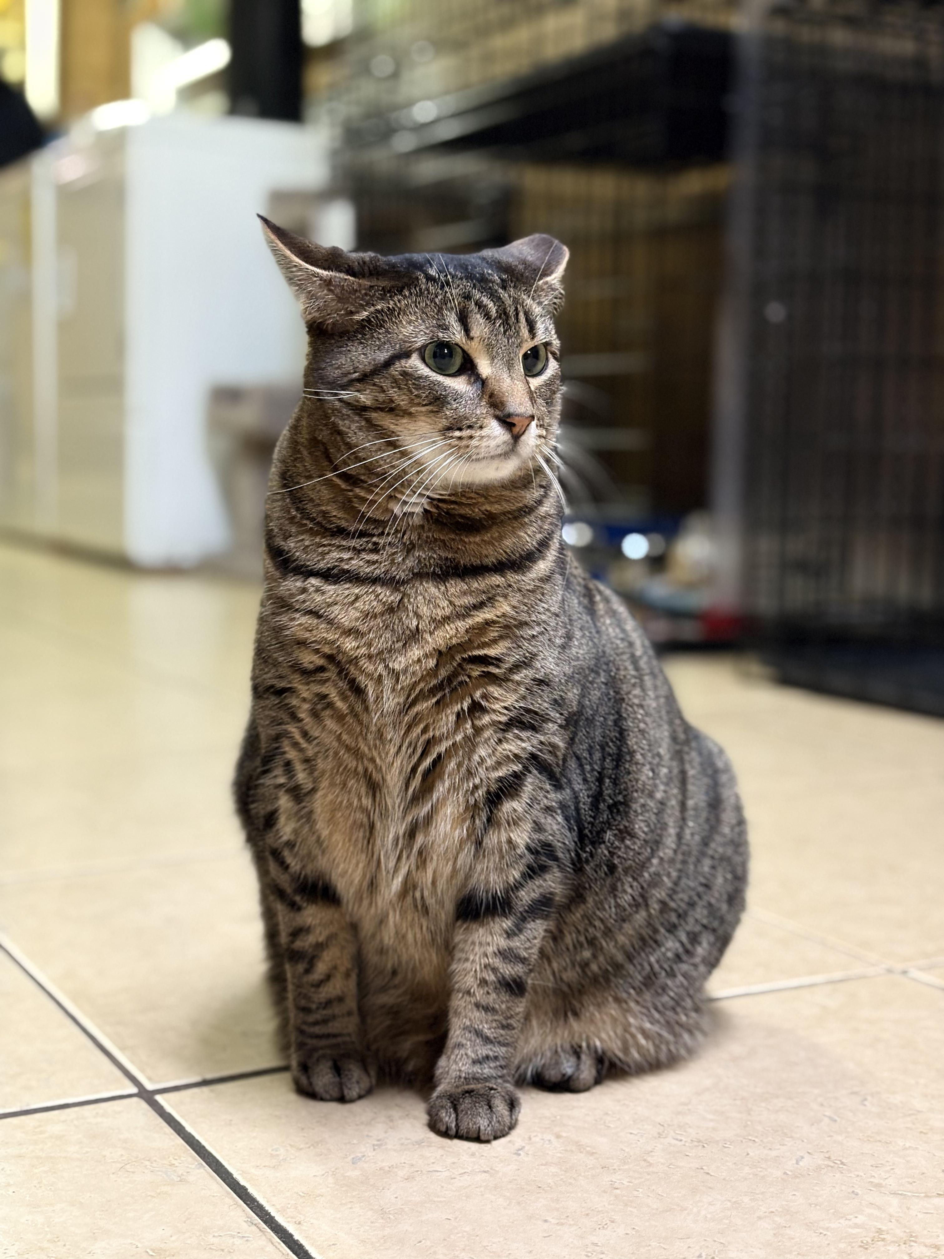 Enlarge Spike, a Adoptable Tabby in Linden, NJ image 5/6