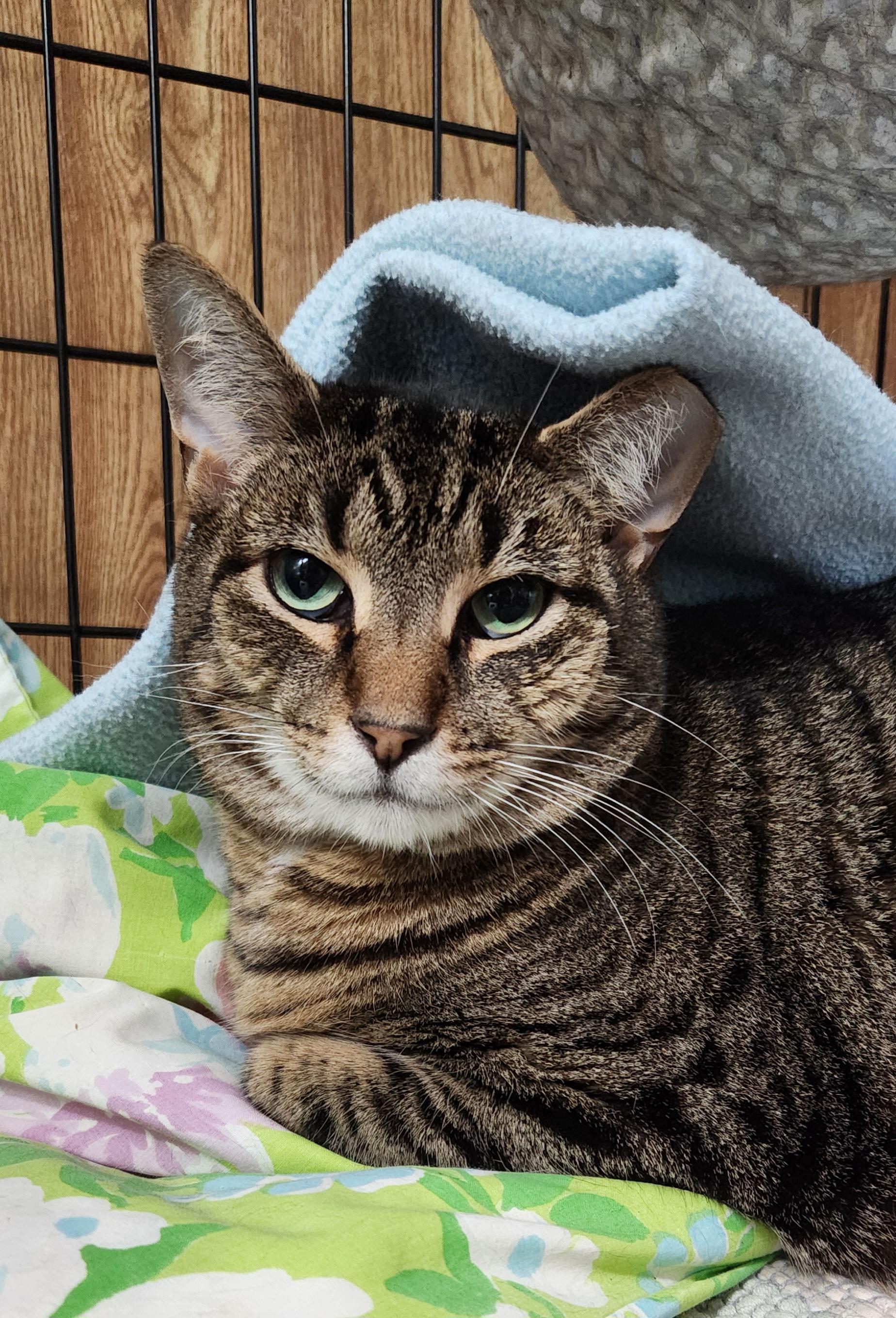 Enlarge Spike, a Adoptable Tabby in Linden, NJ image 2/6