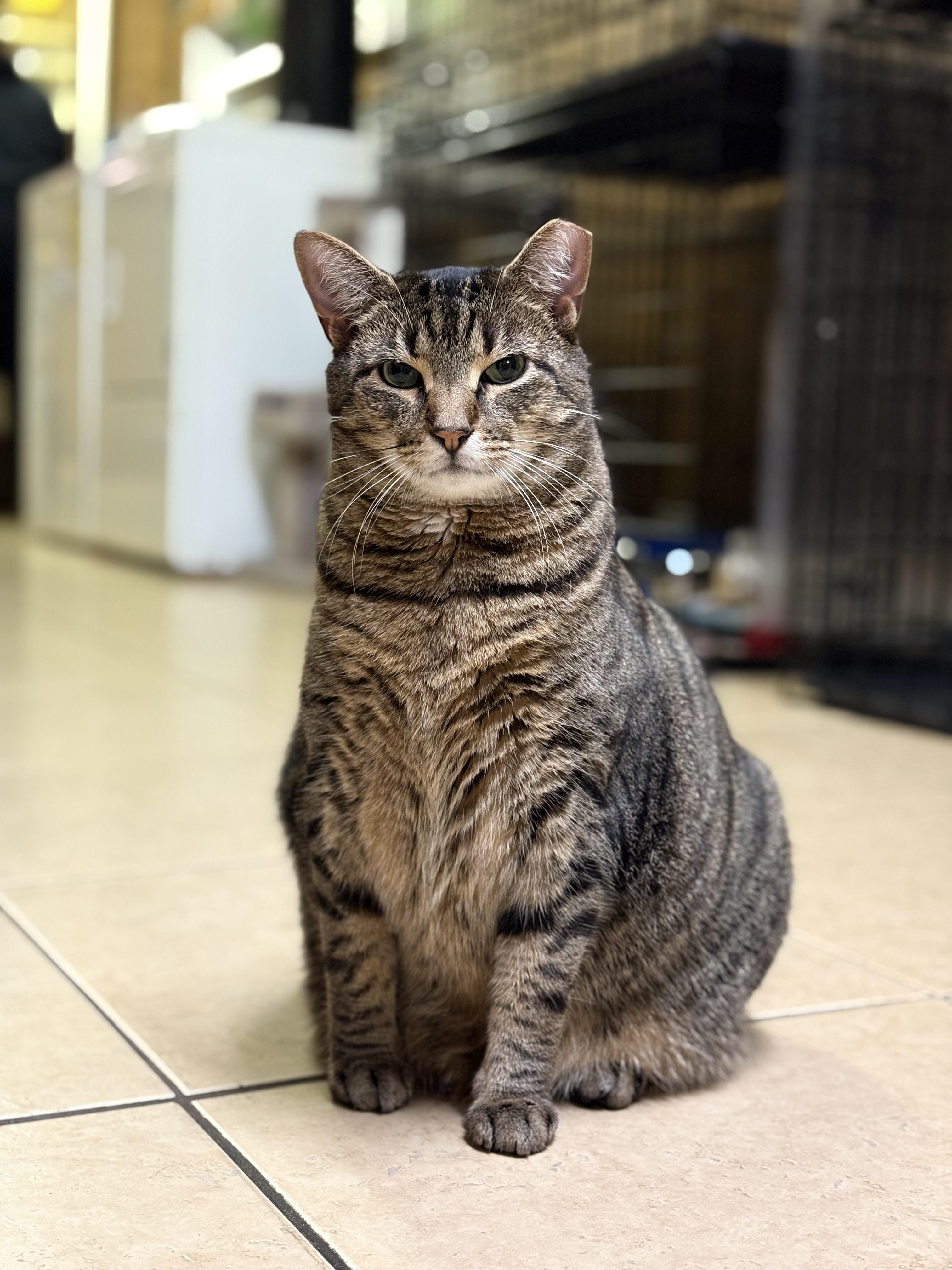 Spike, Adoptable, Adult Male Tabby.