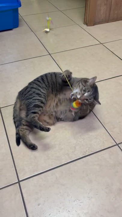 Enlarge Spike, a Adoptable Tabby in Linden, NJ video 6/6