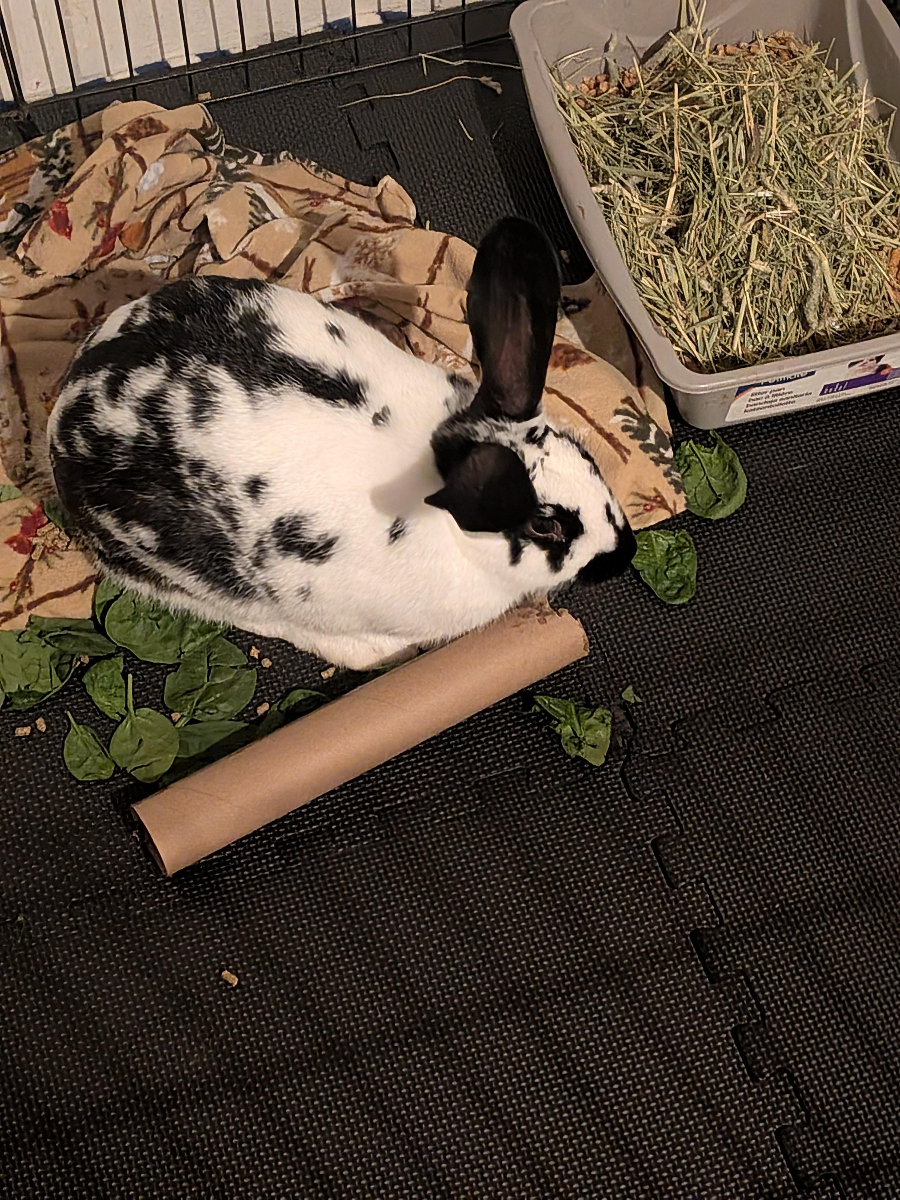 Newton, Adoptable, Young Male Checkered Giant.