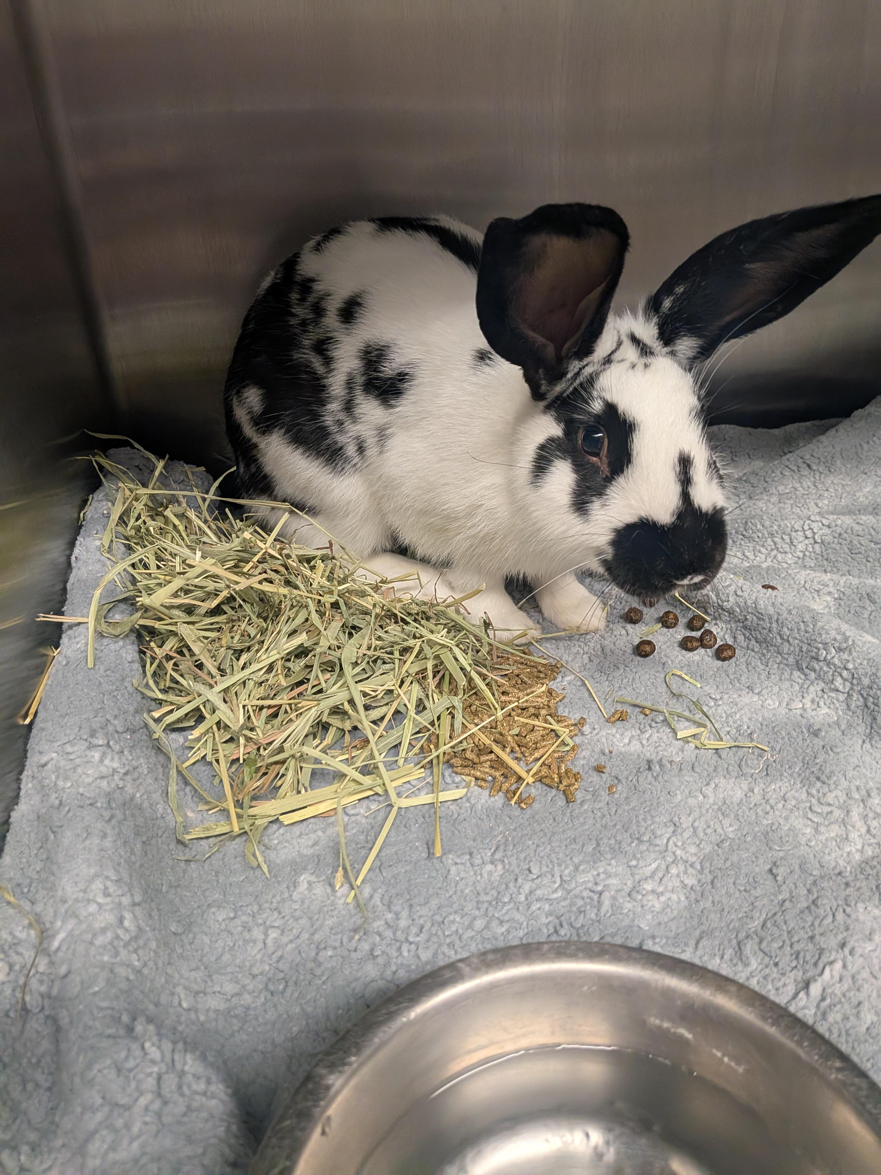 Newton, a Adoptable Checkered Giant in Grand Rapids, MI image 2/3