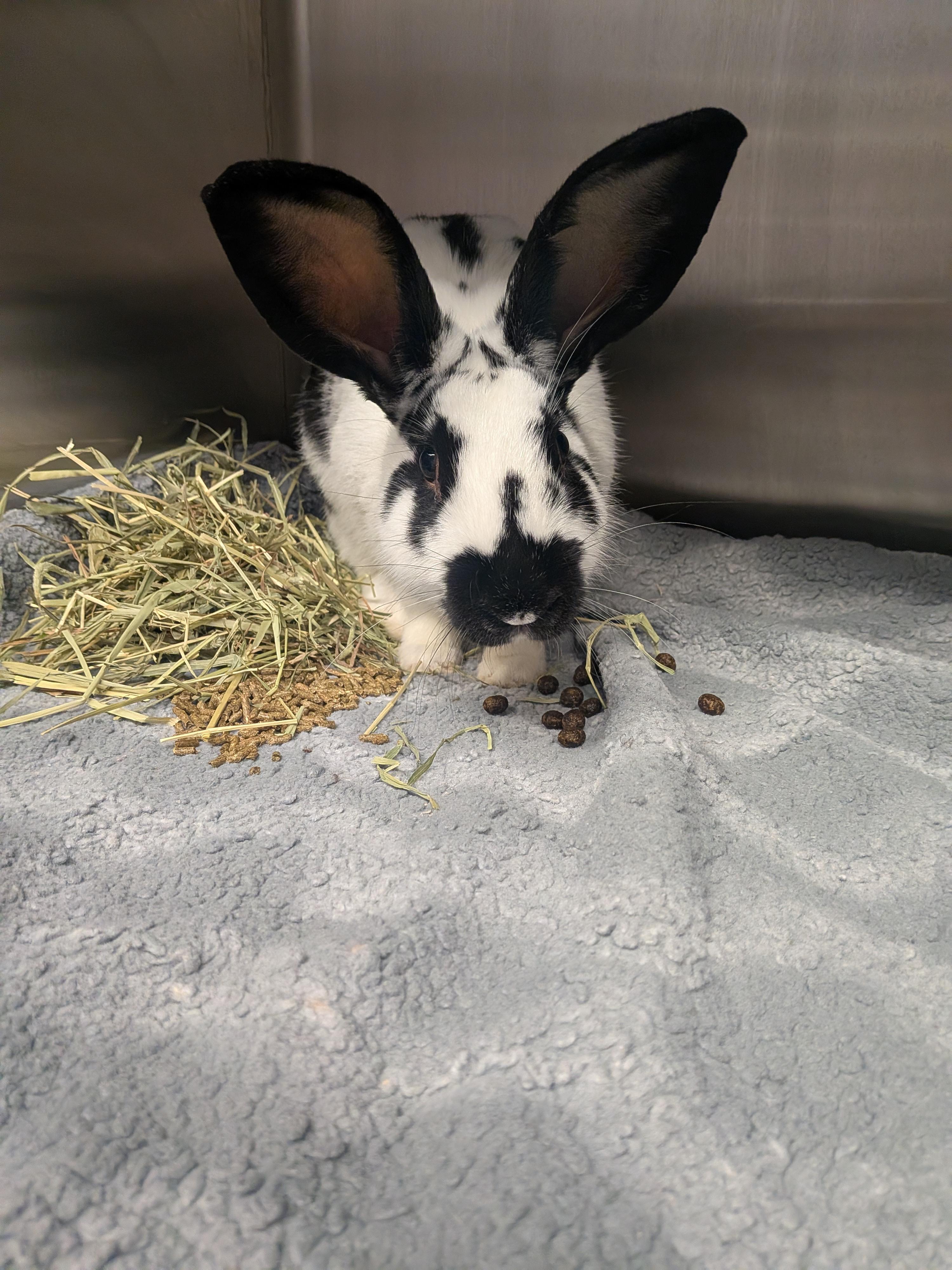Newton, a Adoptable Checkered Giant in Grand Rapids, MI image 3/3