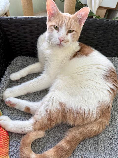 Big Mac, a Adoptable Tabby in Chicago, IL image 1/3