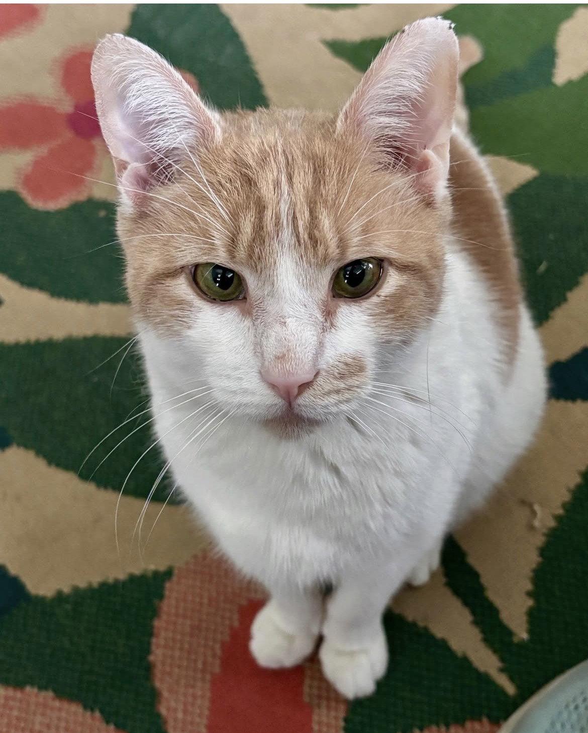 Enlarge Big Mac, a Adoptable Tabby in Chicago, IL image 2/3