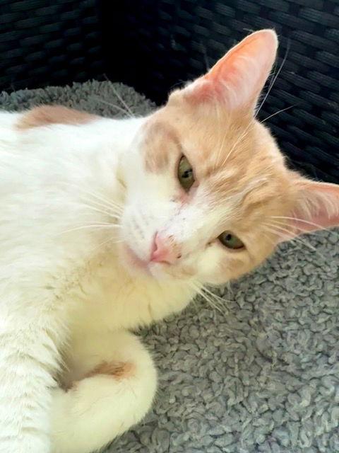 Big Mac, a Adoptable Tabby in Chicago, IL image 3/3