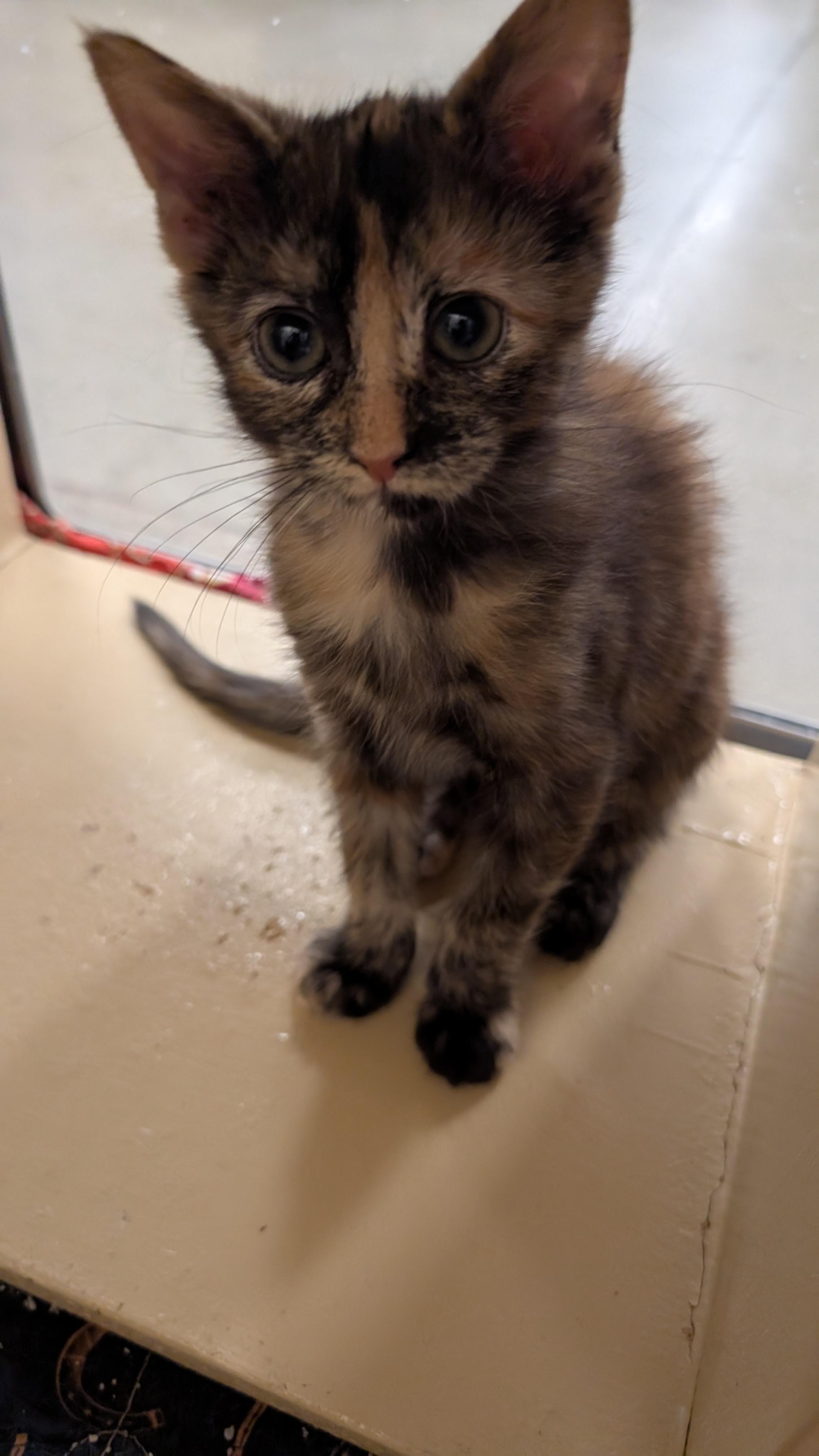 Dorthy, Adoptable, Kitten Female Domestic Short Hair.