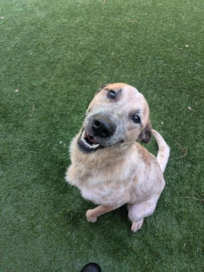 Treasure, Adoptable, Adult Female Mixed Breed & Mixed Breed.