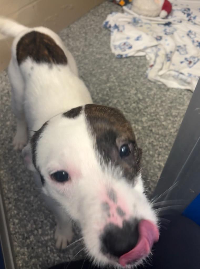 Bluey, Adopted, Young Male Pit Bull Terrier.