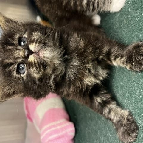 Joy, ADOPTABLE, Kitten Female Domestic Long Hair.