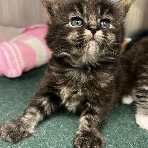 Enlarge Joy, a ADOPTABLE Domestic Long Hair in Ashland, OH image 1/1