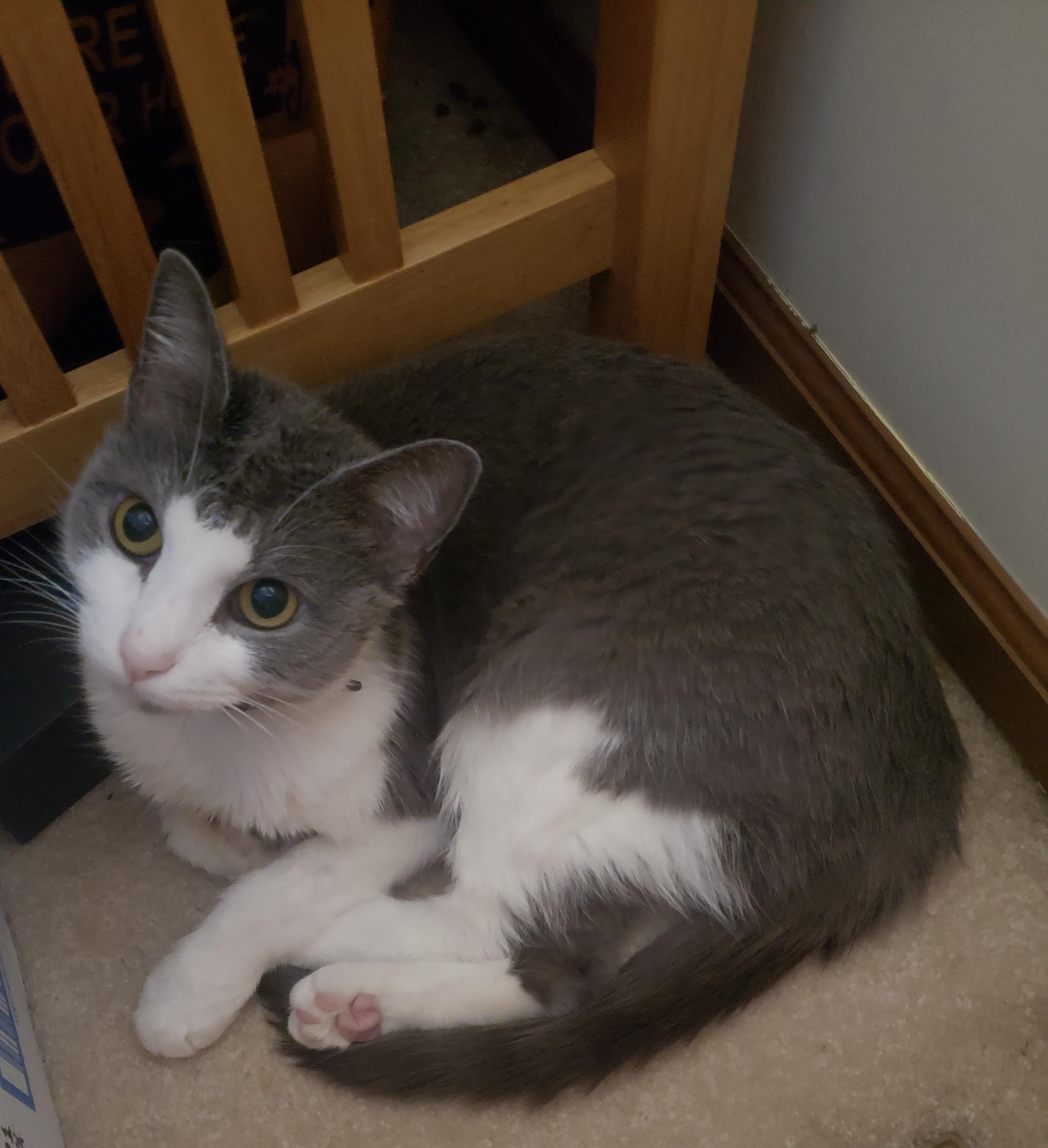 Doomie, Adoptable, Adult Female Domestic Short Hair.