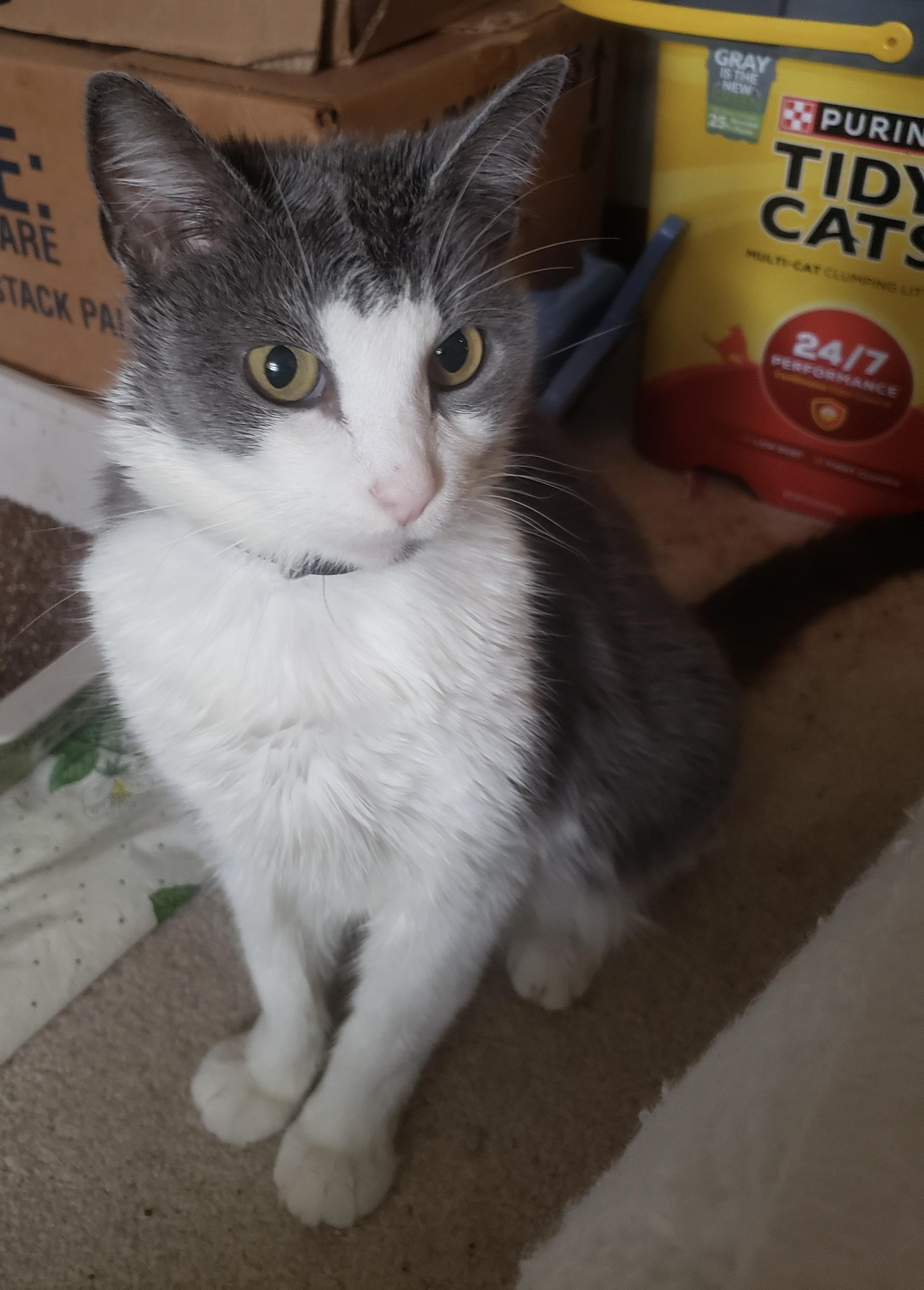 Enlarge Doomie, a Adoptable mixed breed in Plain City, OH image 2/5