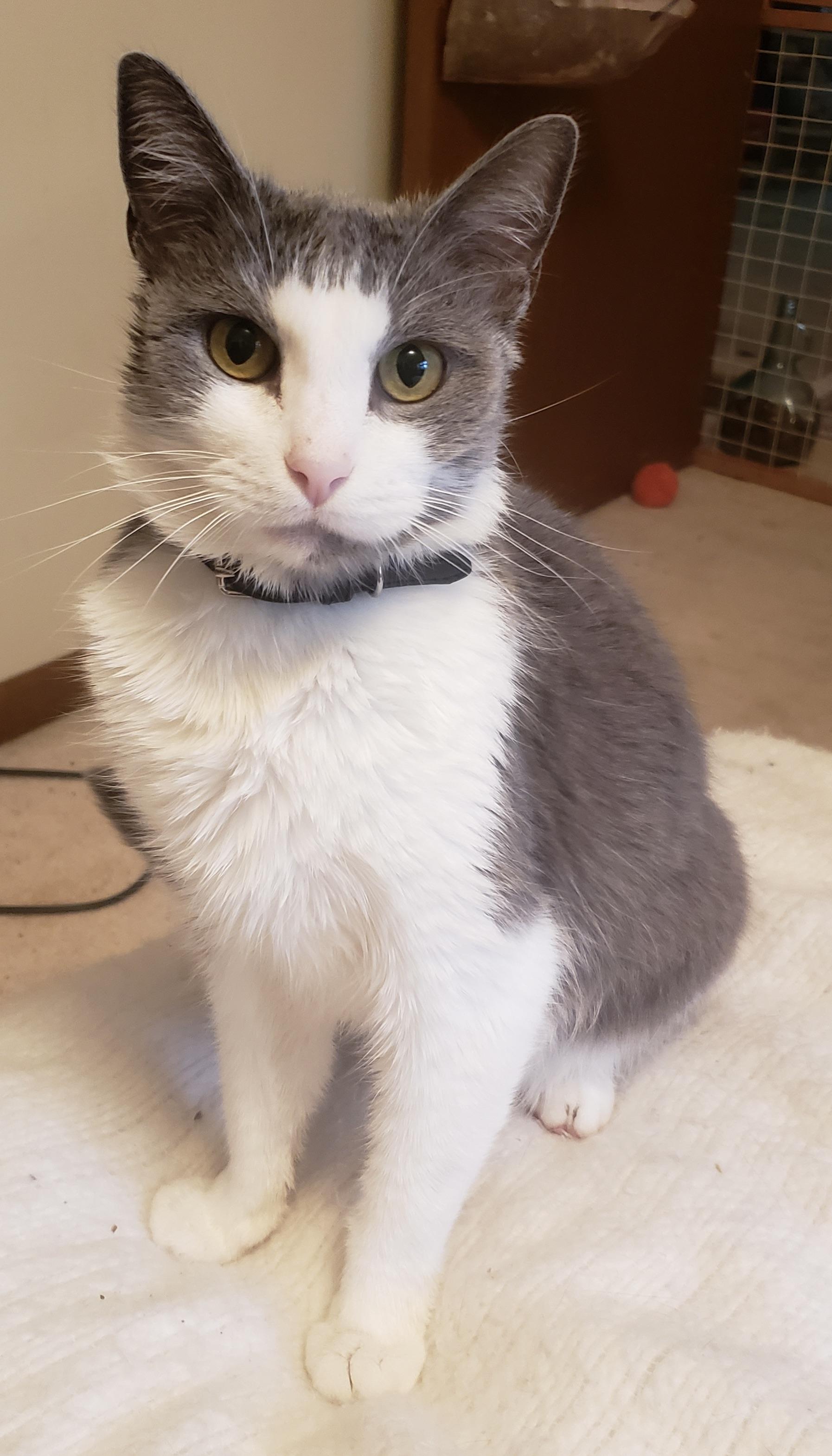 Enlarge Doomie, a Adoptable mixed breed in Plain City, OH image 3/5