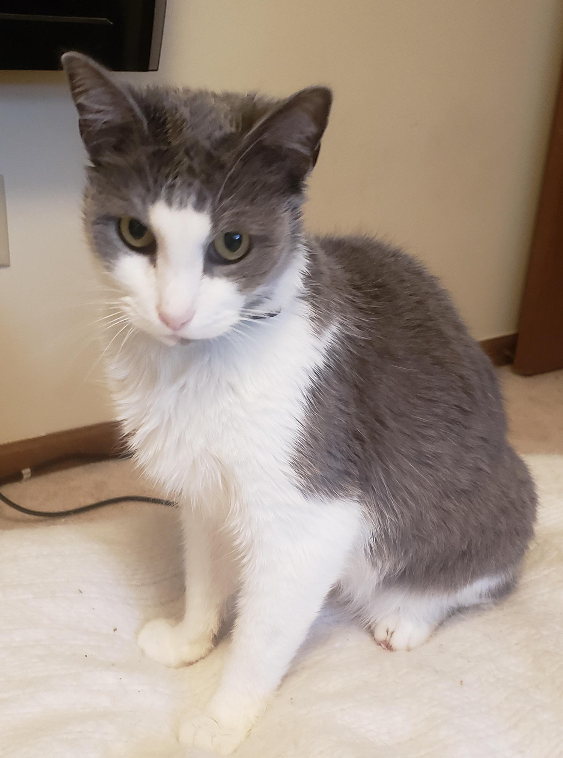 Enlarge Doomie, a Adoptable mixed breed in Plain City, OH image 4/5