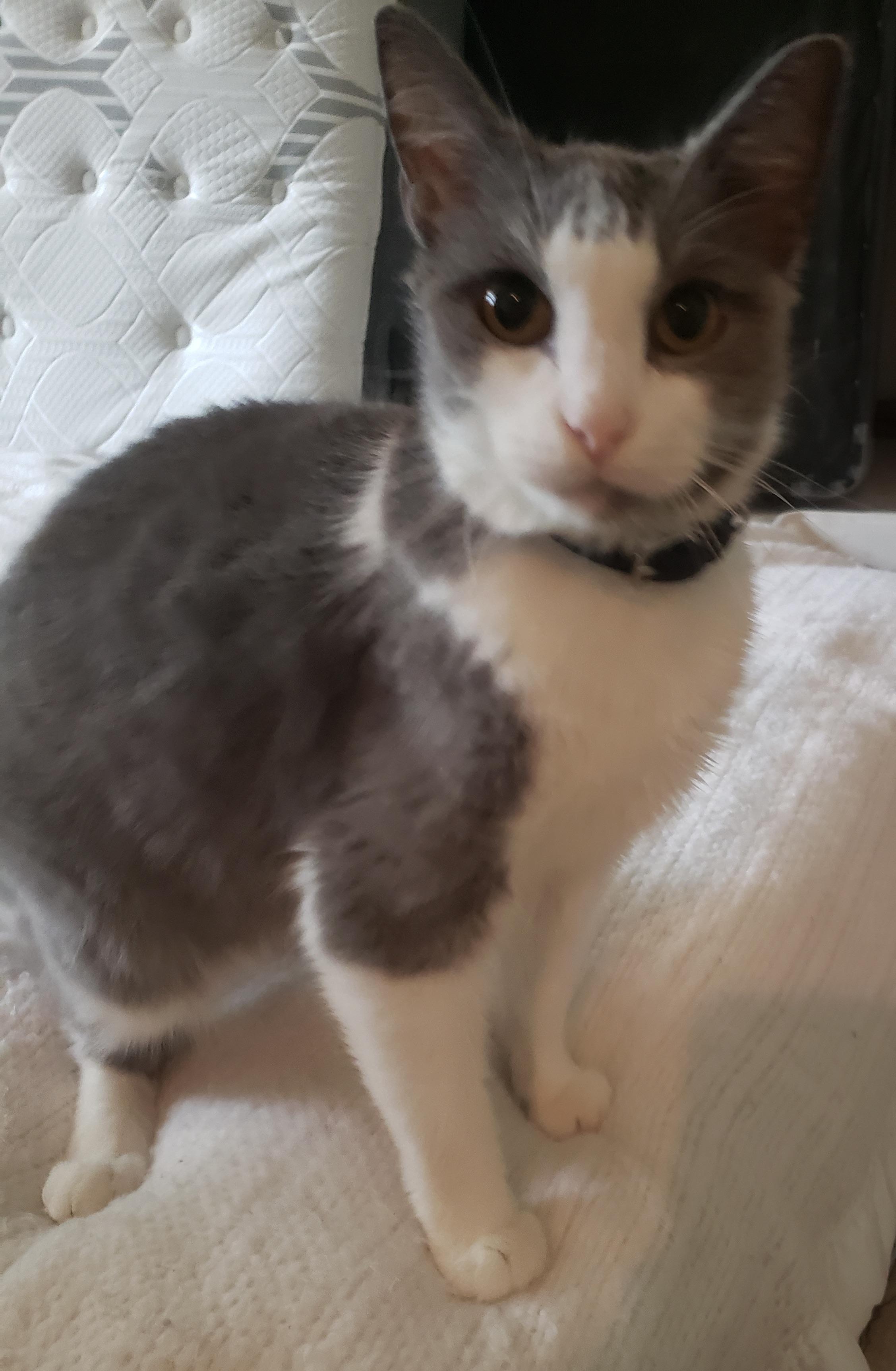 Enlarge Doomie, a Adoptable mixed breed in Plain City, OH image 5/5