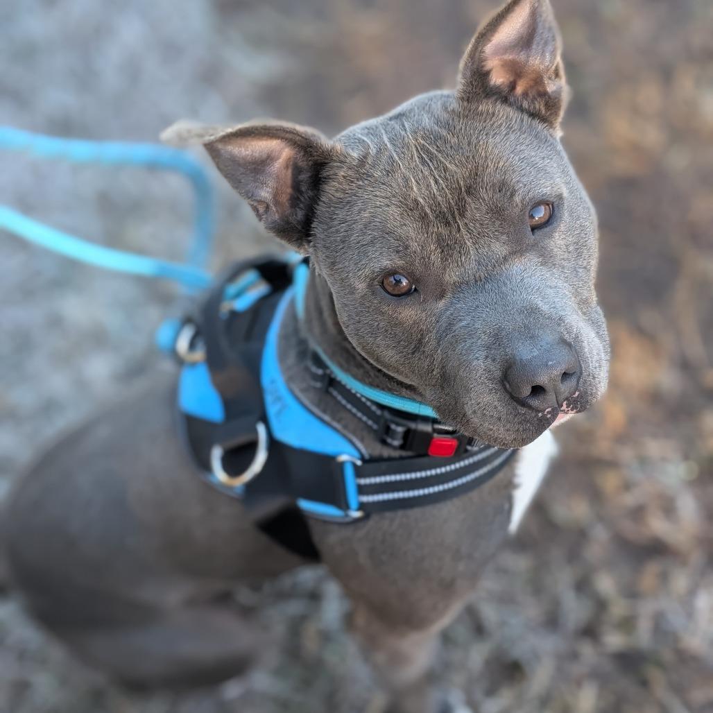 Enlarge Rowan 28344, a Adoptable Mixed Breed in Middleburg, FL image 1/2