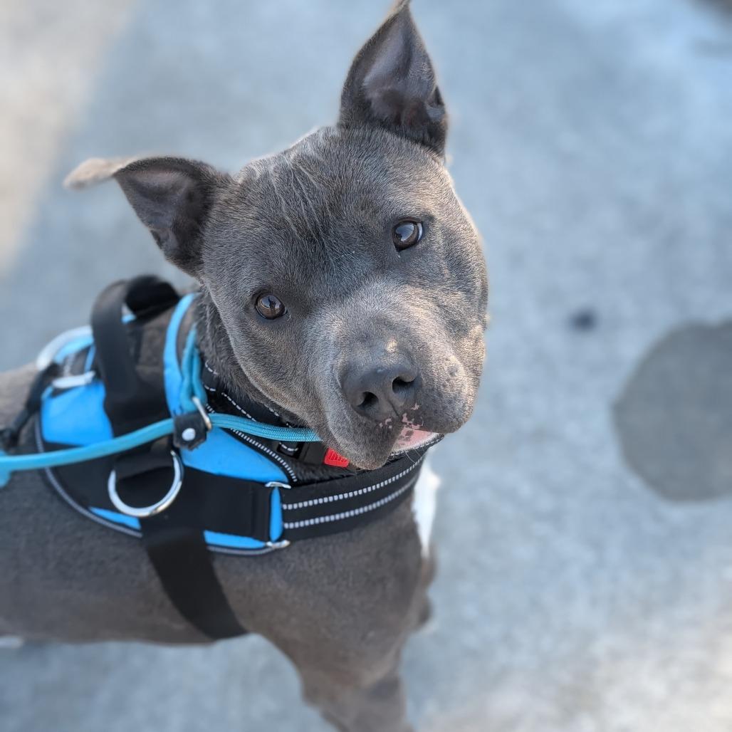 Enlarge Rowan 28344, a Adoptable Mixed Breed in Middleburg, FL image 2/2