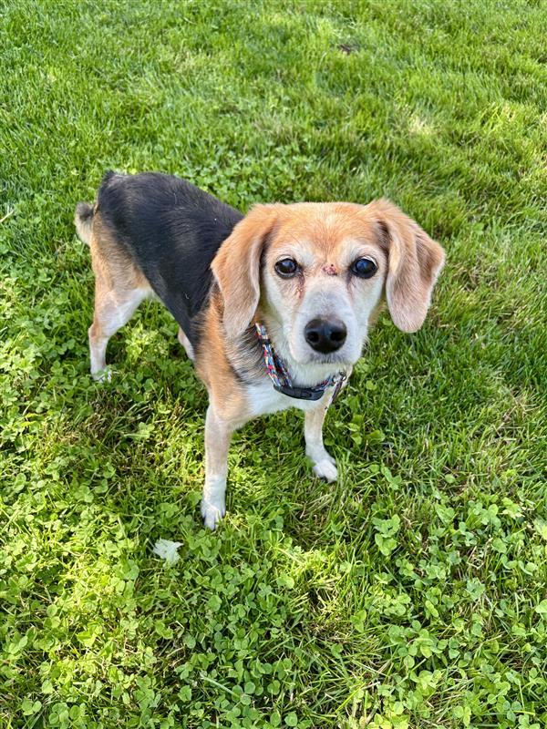 Ivy, Adoptable, Senior Female Beagle.