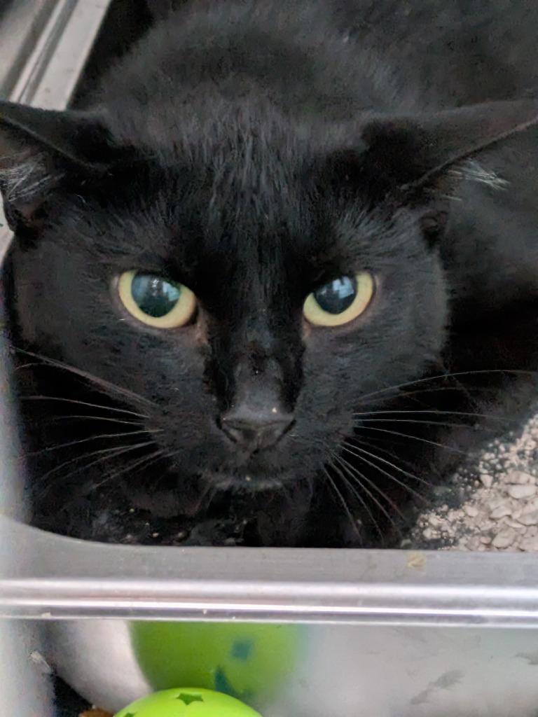 Binx, Adoptable, Young Female Domestic Short Hair.