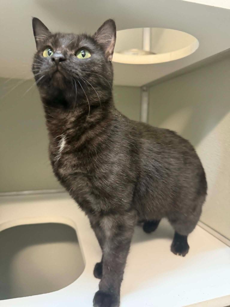 Enlarge Binx, a Adoptable mixed breed in Kodiak, AK image 2/2