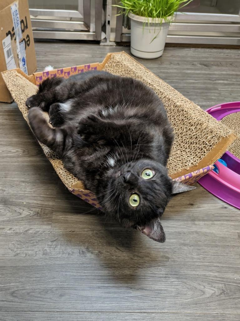 Enlarge Binx, a Adoptable mixed breed in Kodiak, AK image 3/3