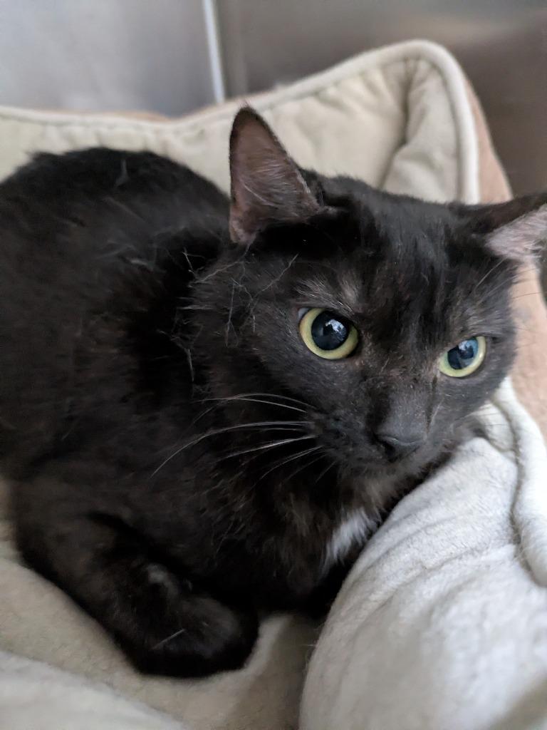 Enlarge Binx, a Adoptable mixed breed in Kodiak, AK image 2/2