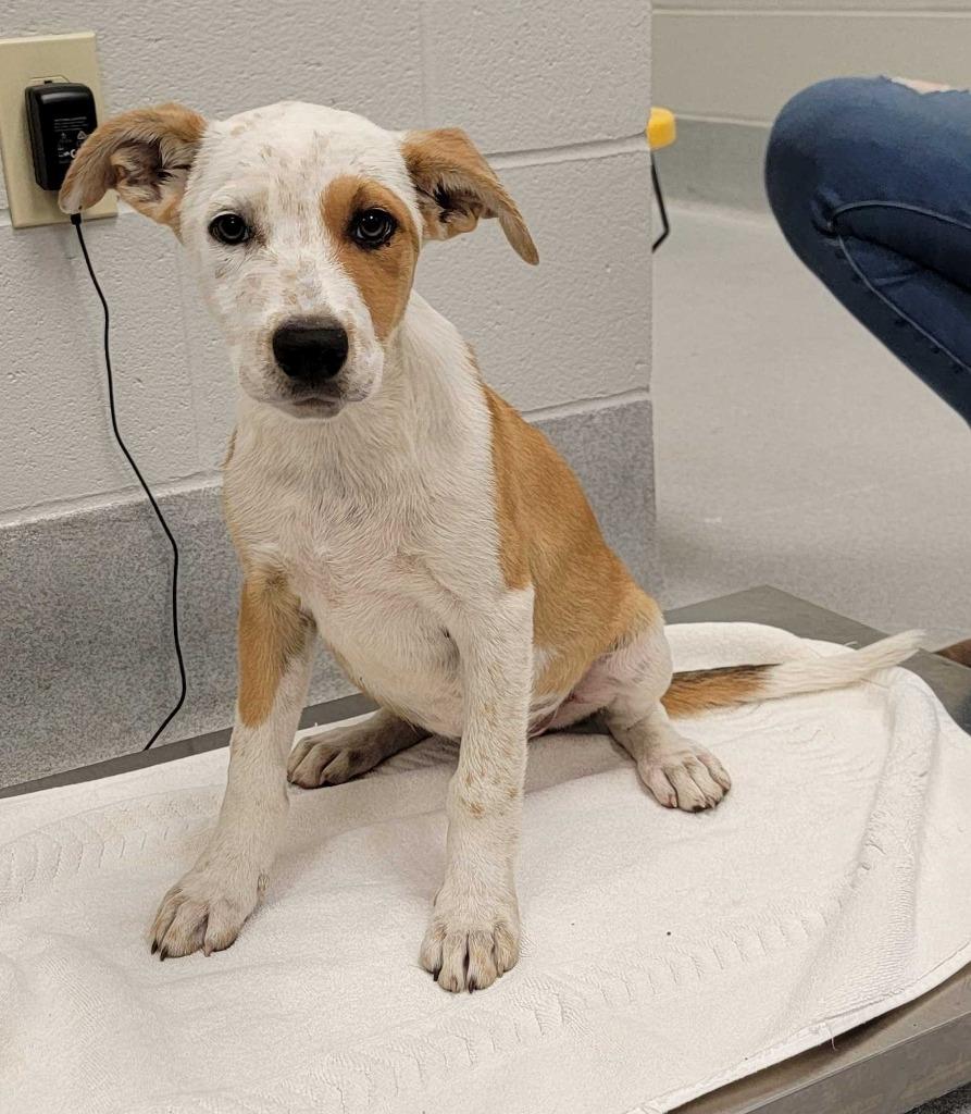 Enlarge California, a Adoptable mixed breed in Chillicothe, OH image 1/1