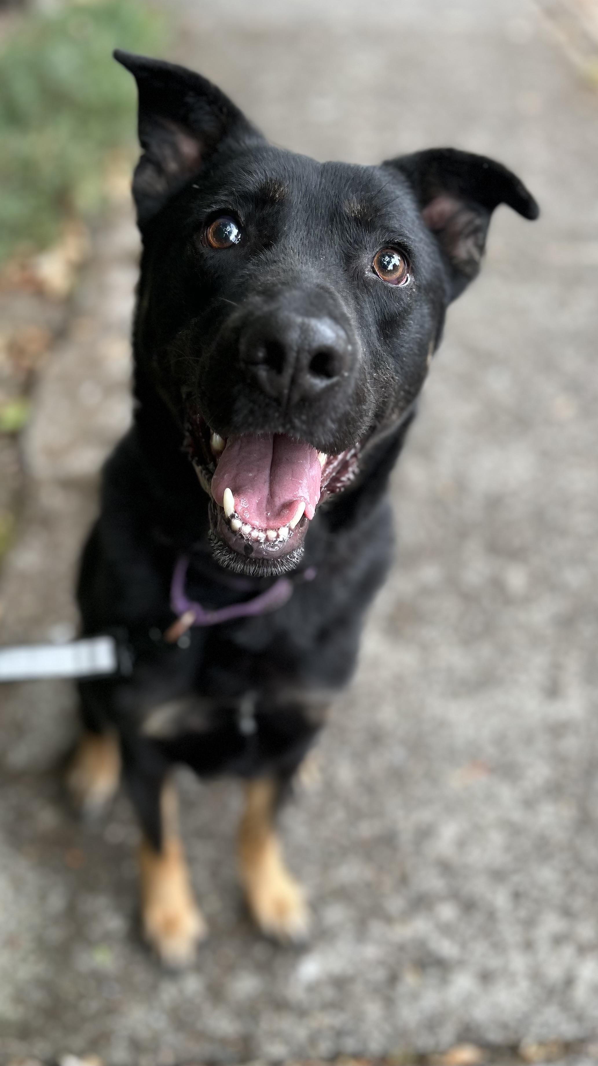 Gordon, ADOPTABLE, Adult Male Belgian Shepherd / Malinois.