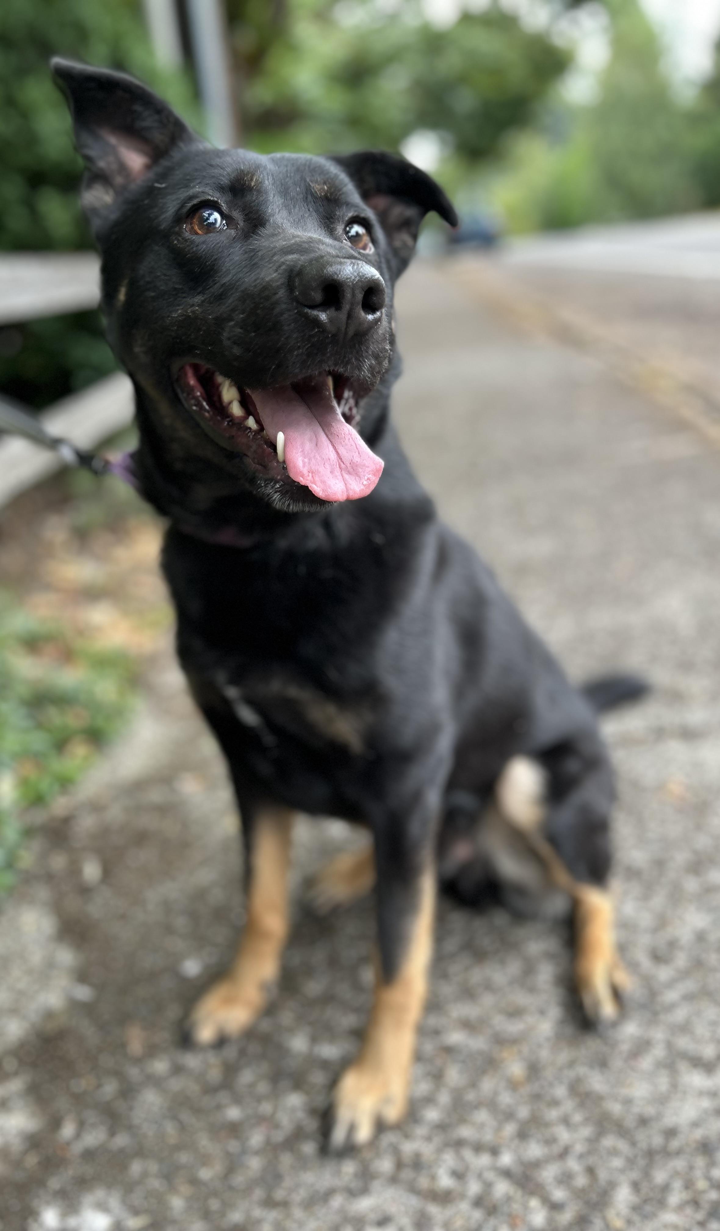 Gordon, a ADOPTABLE mixed breed in Tigard, OR image 2/4