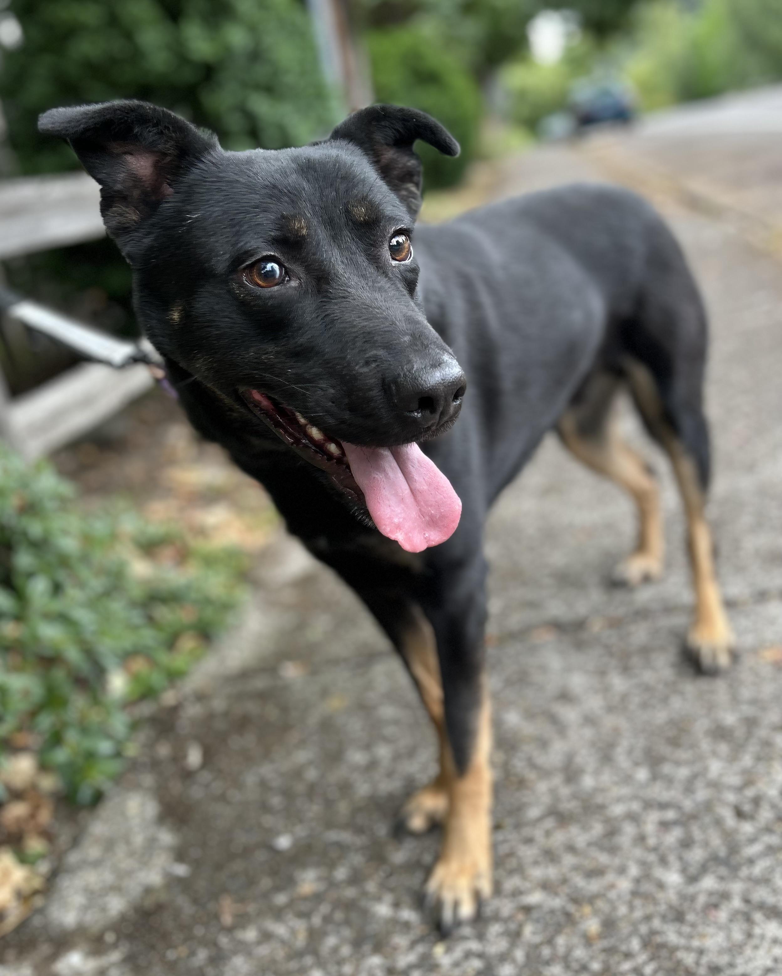 Gordon, a ADOPTABLE mixed breed in Tigard, OR image 3/4