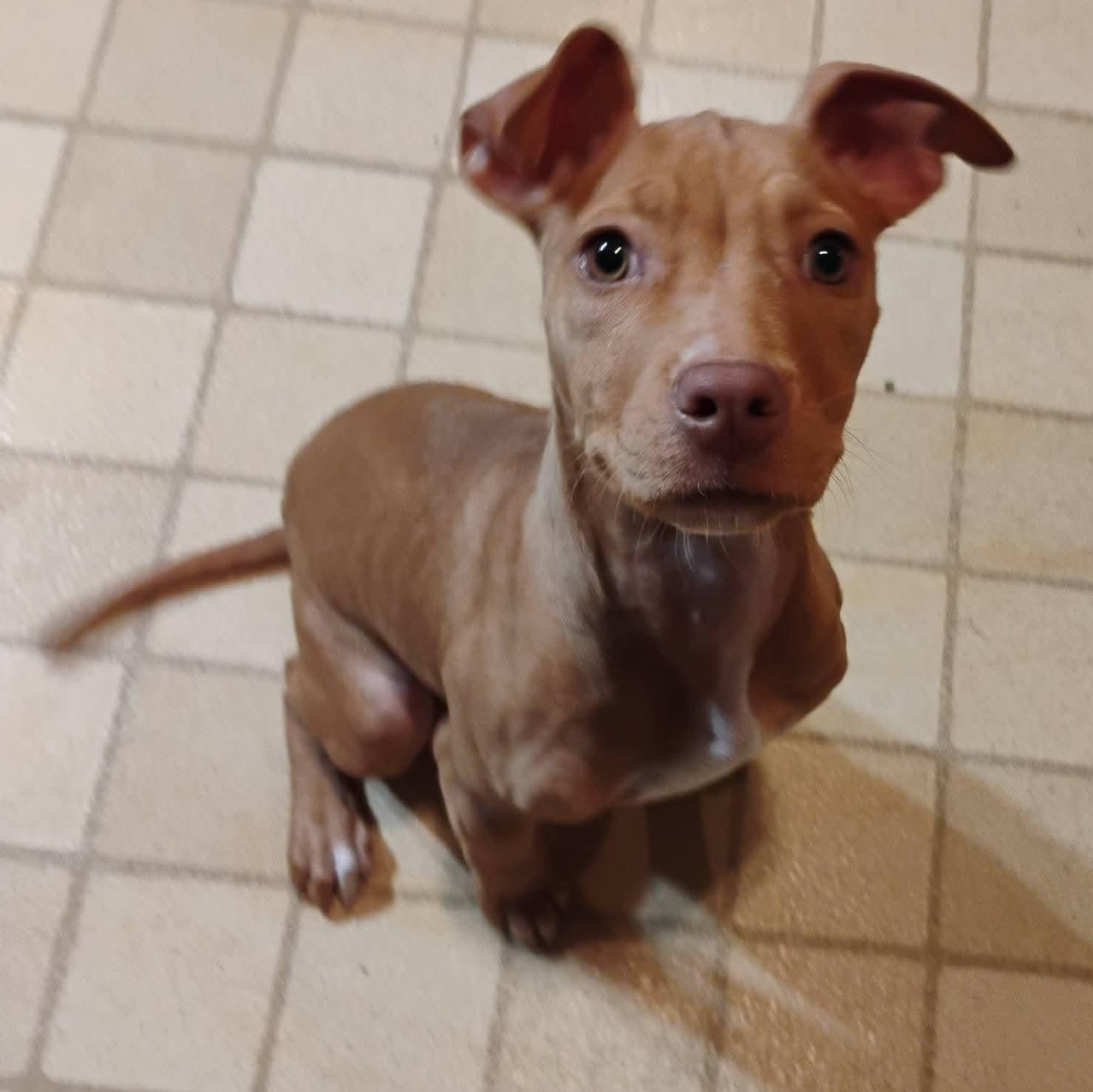 Moonbeam, Adoptable, Puppy Female Pit Bull Terrier.