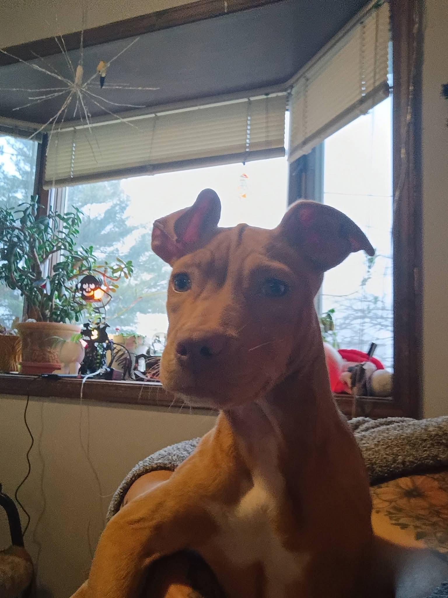 Enlarge Moonbeam, a Adoptable Pit Bull Terrier in Crete, IL image 2/3