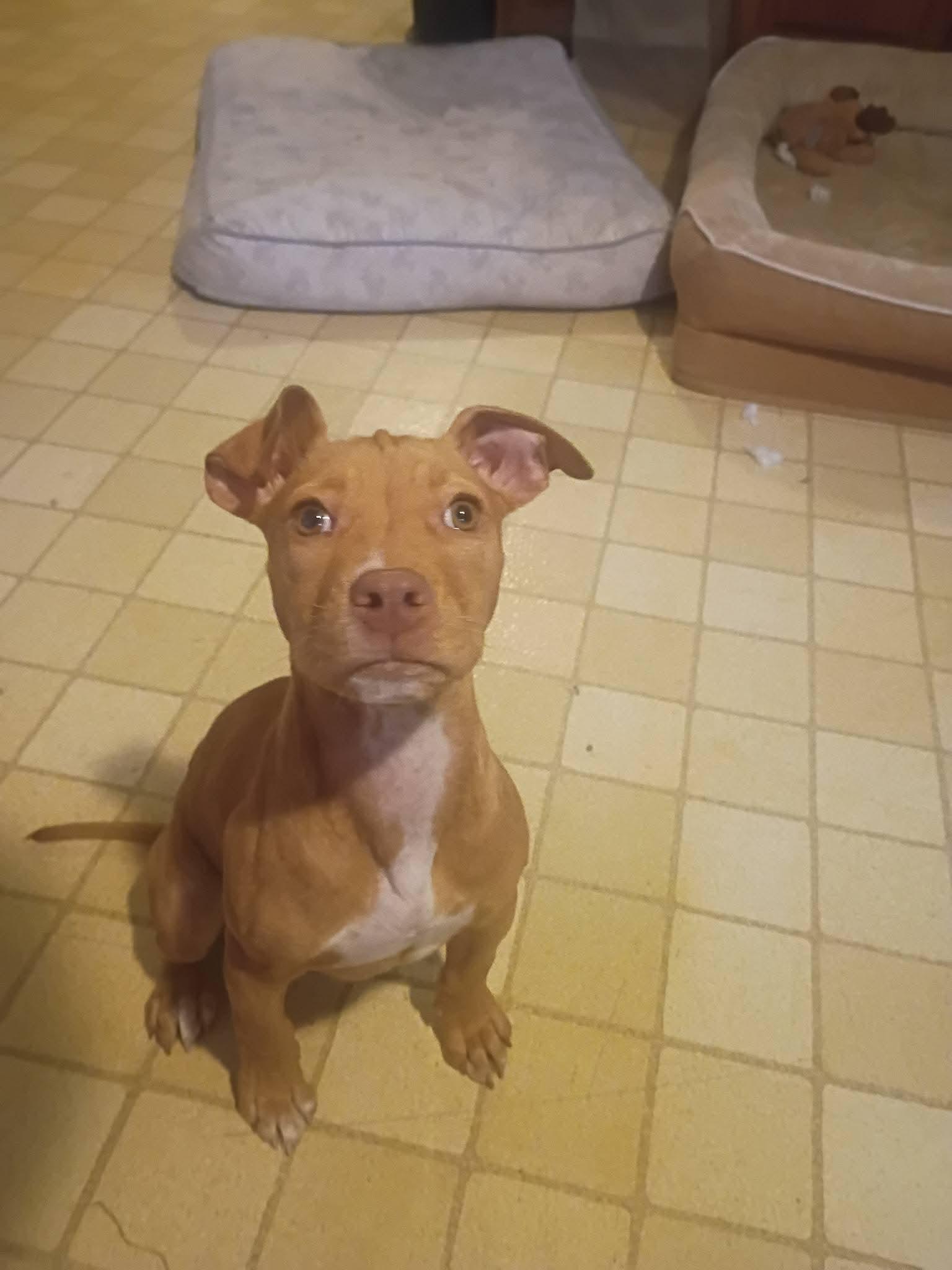 Enlarge Moonbeam, a Adoptable Pit Bull Terrier in Crete, IL image 3/3