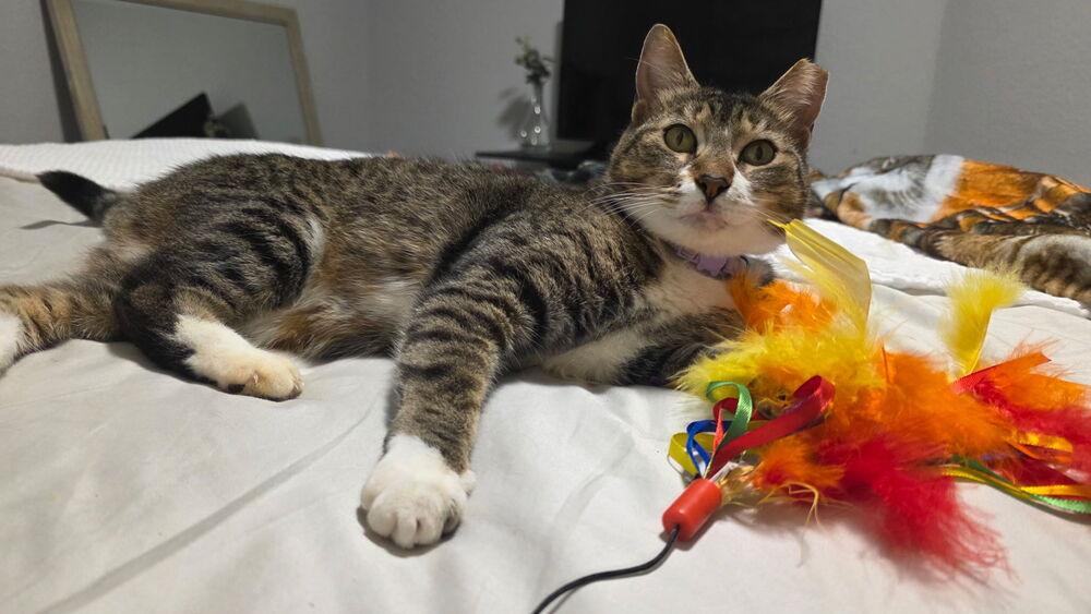 Enlarge Luna, a Adoptable mixed breed in Orlando, FL image 1/5