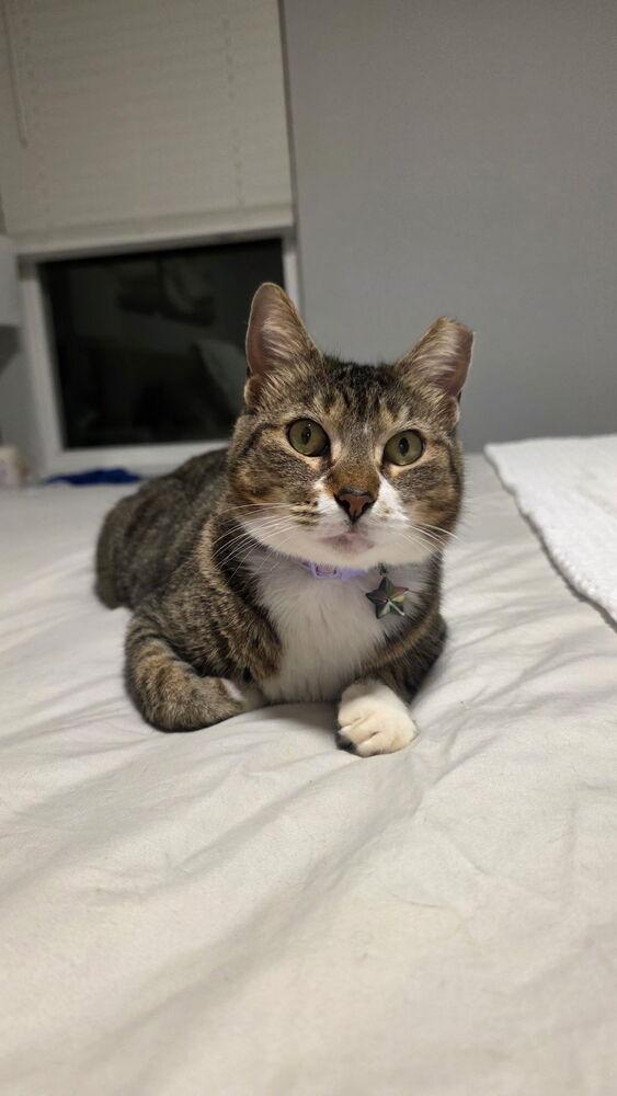 Enlarge Luna, a Adoptable mixed breed in Orlando, FL image 3/5