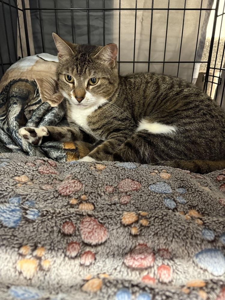 Enlarge Luna, a Adoptable mixed breed in Orlando, FL image 4/5