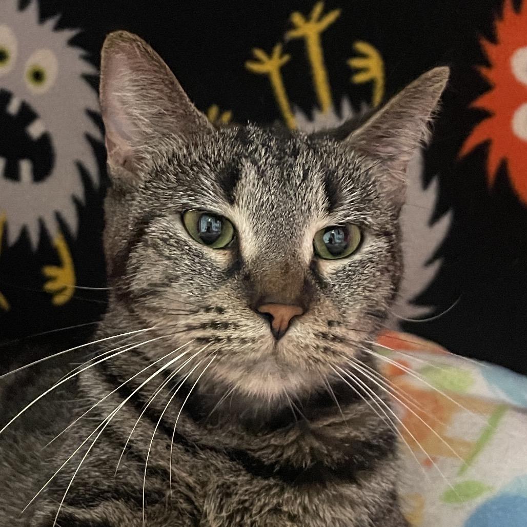 Mishka, Adoptable, Adult Female Domestic Short Hair.
