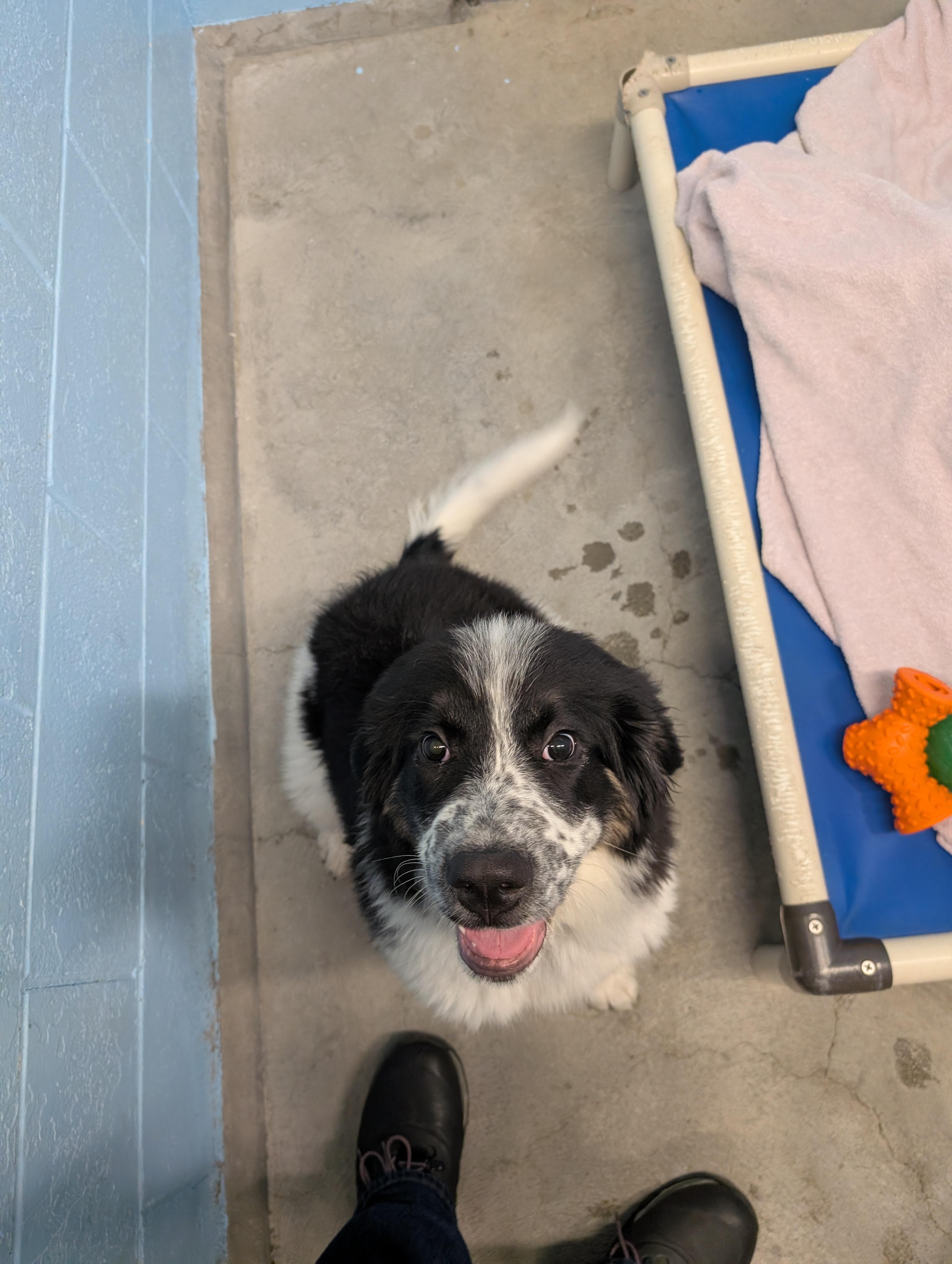 Enlarge Scarlett - CLOSED FOR APPLICATIONS, a Adoptable mixed breed in Vancouver, BC image 3/4