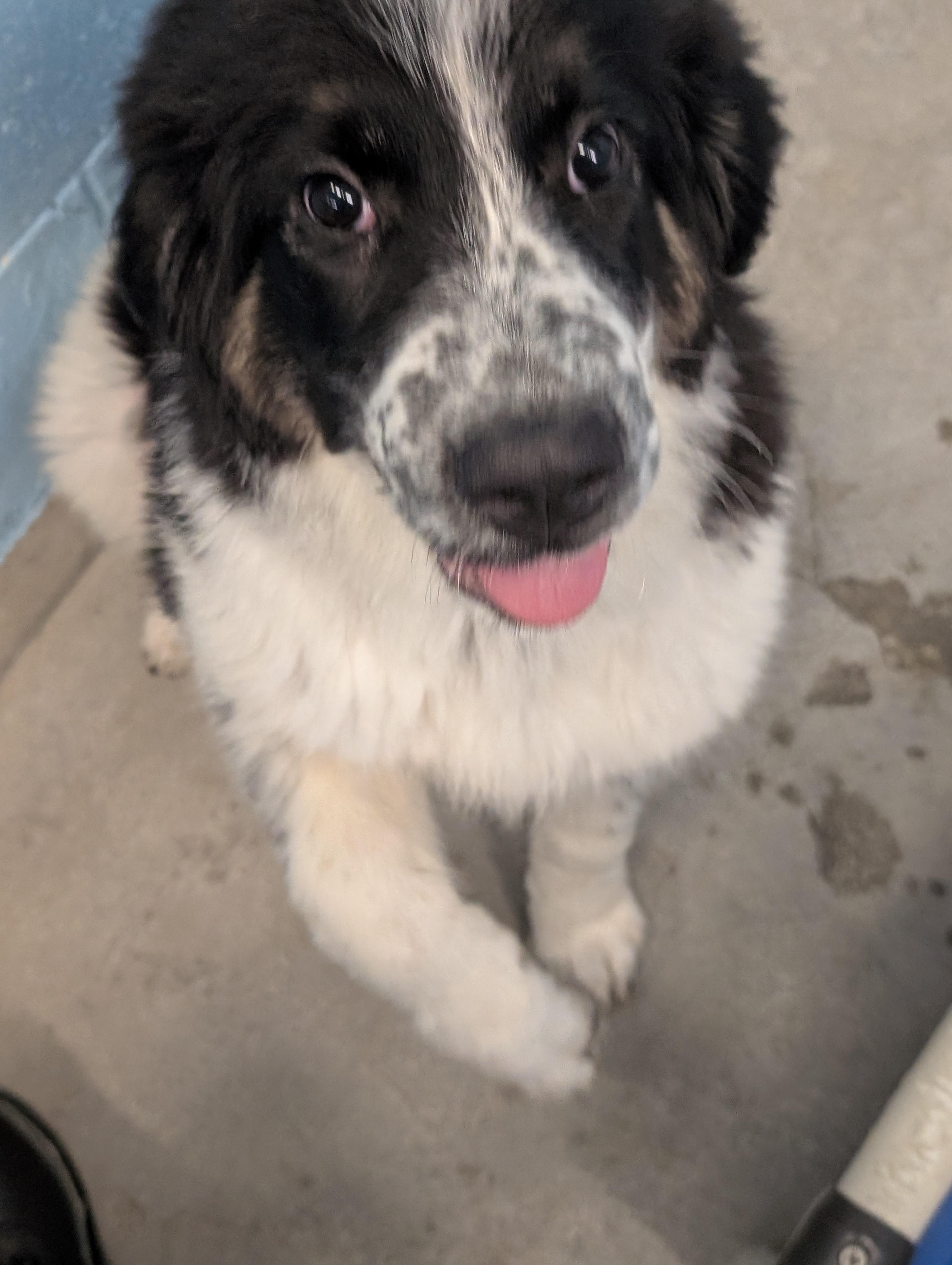 Enlarge Scarlett - CLOSED FOR APPLICATIONS, a Adoptable mixed breed in Vancouver, BC image 4/4