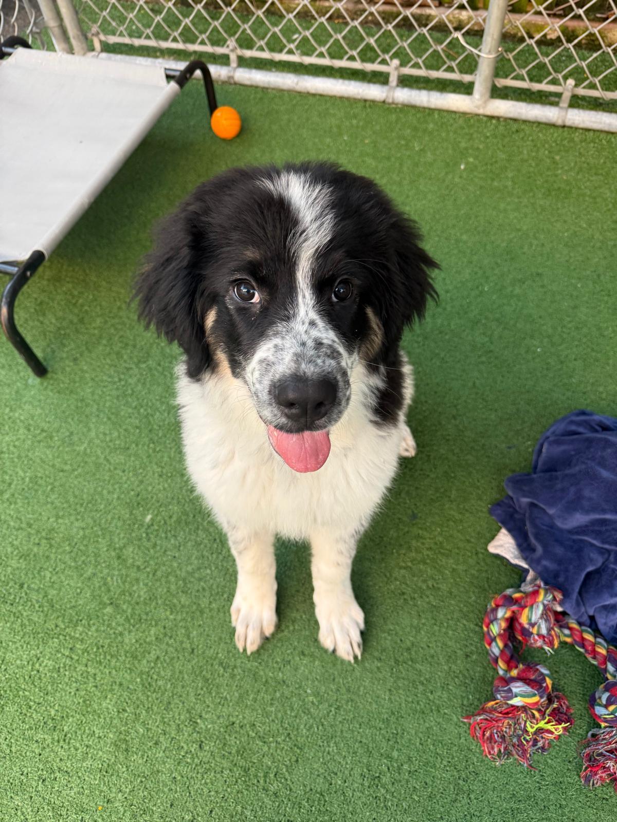 Enlarge Scarlett - CLOSED FOR APPLICATIONS, a Adoptable mixed breed in Vancouver, BC image 2/4