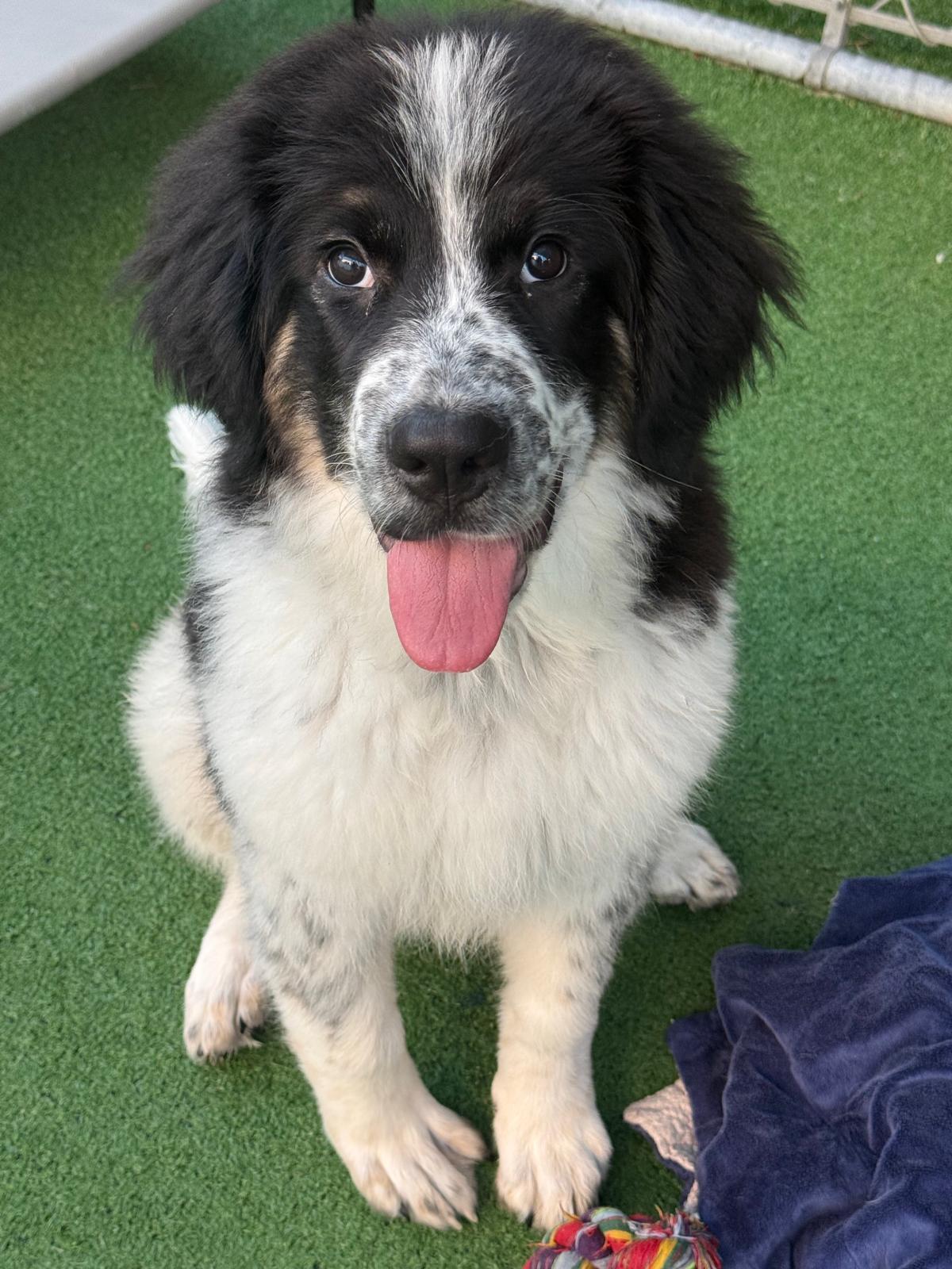 Scarlett - CLOSED FOR APPLICATIONS, Adoptable, Puppy Female Great Pyrenees & Border Collie.