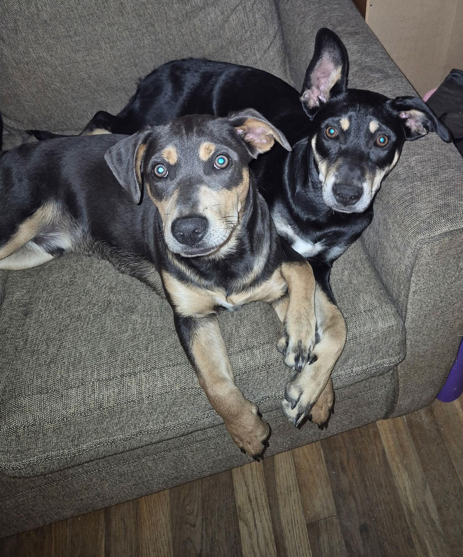 Dot Clarke aka Dip and Dot, Adoptable, Puppy Female Feist.