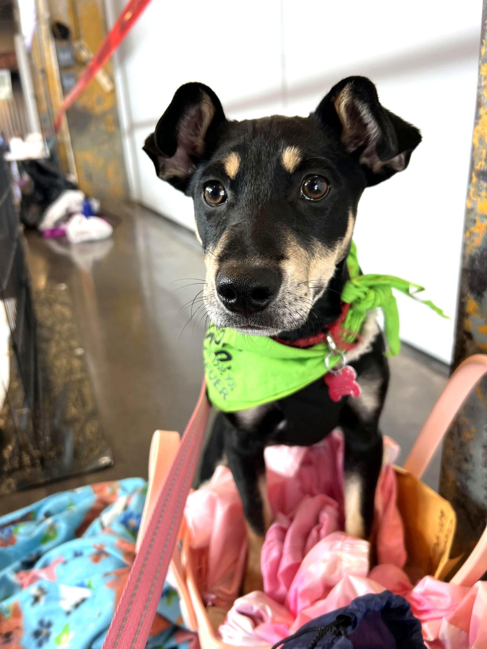 Dot Clarke aka Dip and Dot, a Adoptable Feist in Saunderstown, RI image 2/3